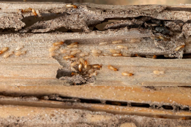 Professional Pest Control in Hugoton, KS